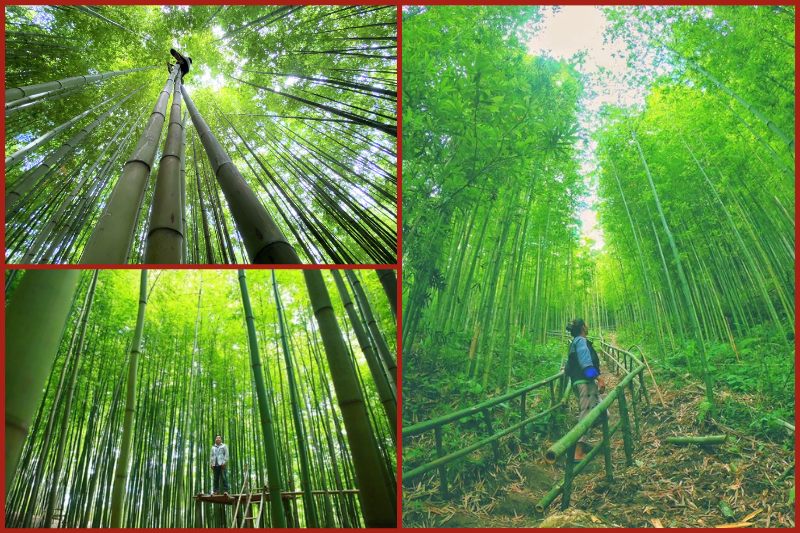 Mu Cang Chai bamboo forest in Vietnam